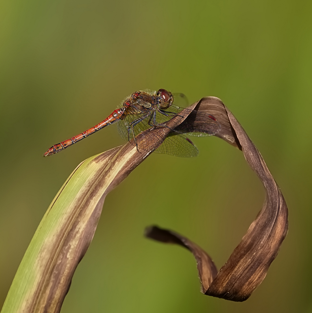 Dragonfly