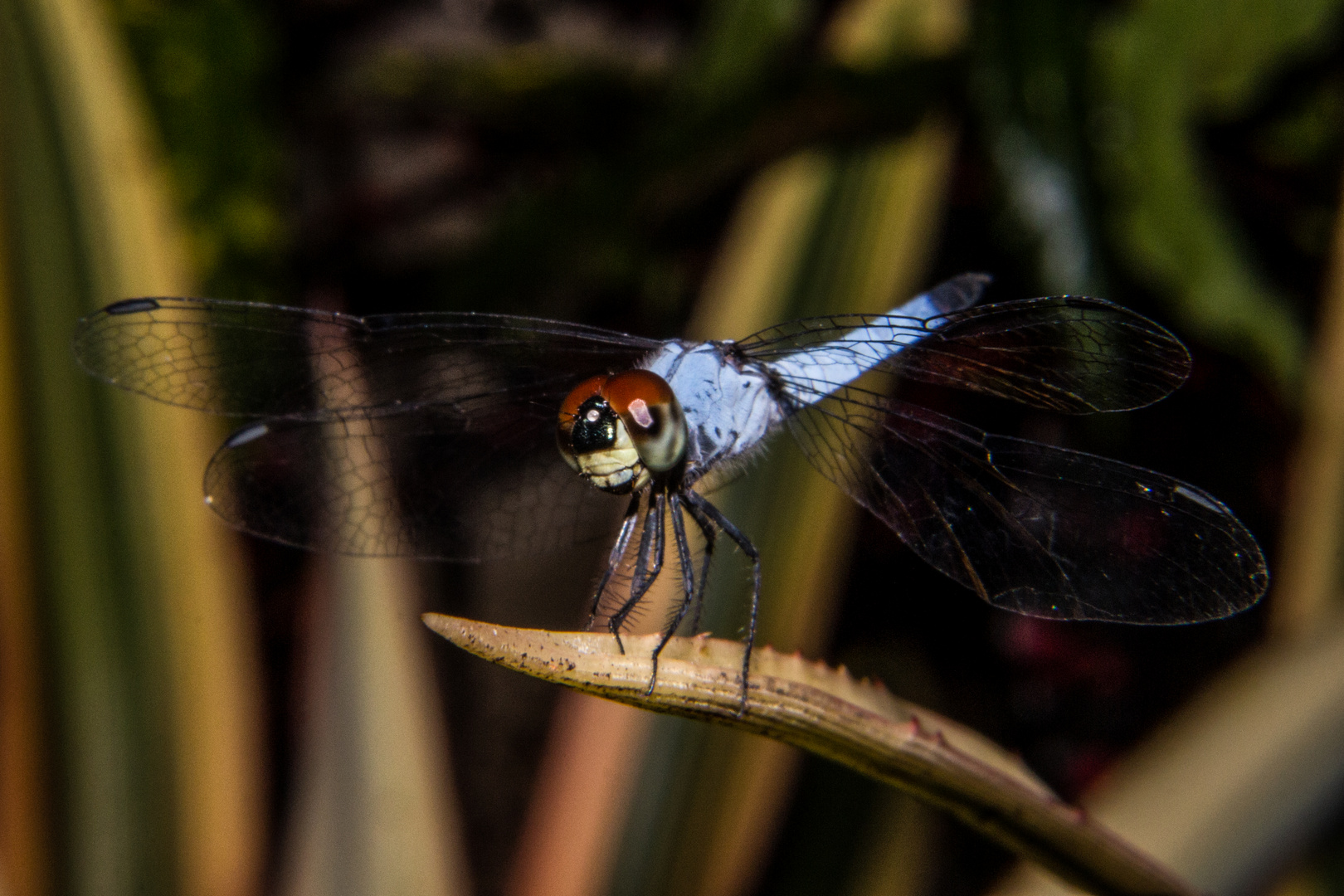 Dragonfly