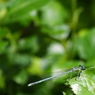 DragonFly (1)