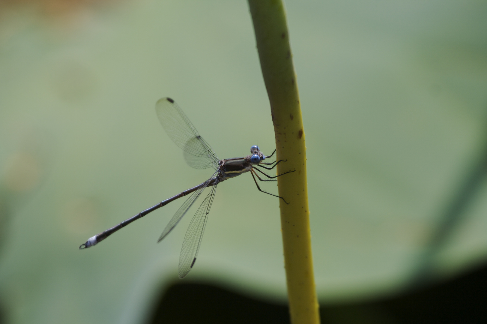 Dragonfly 1