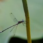 Dragonfly 1