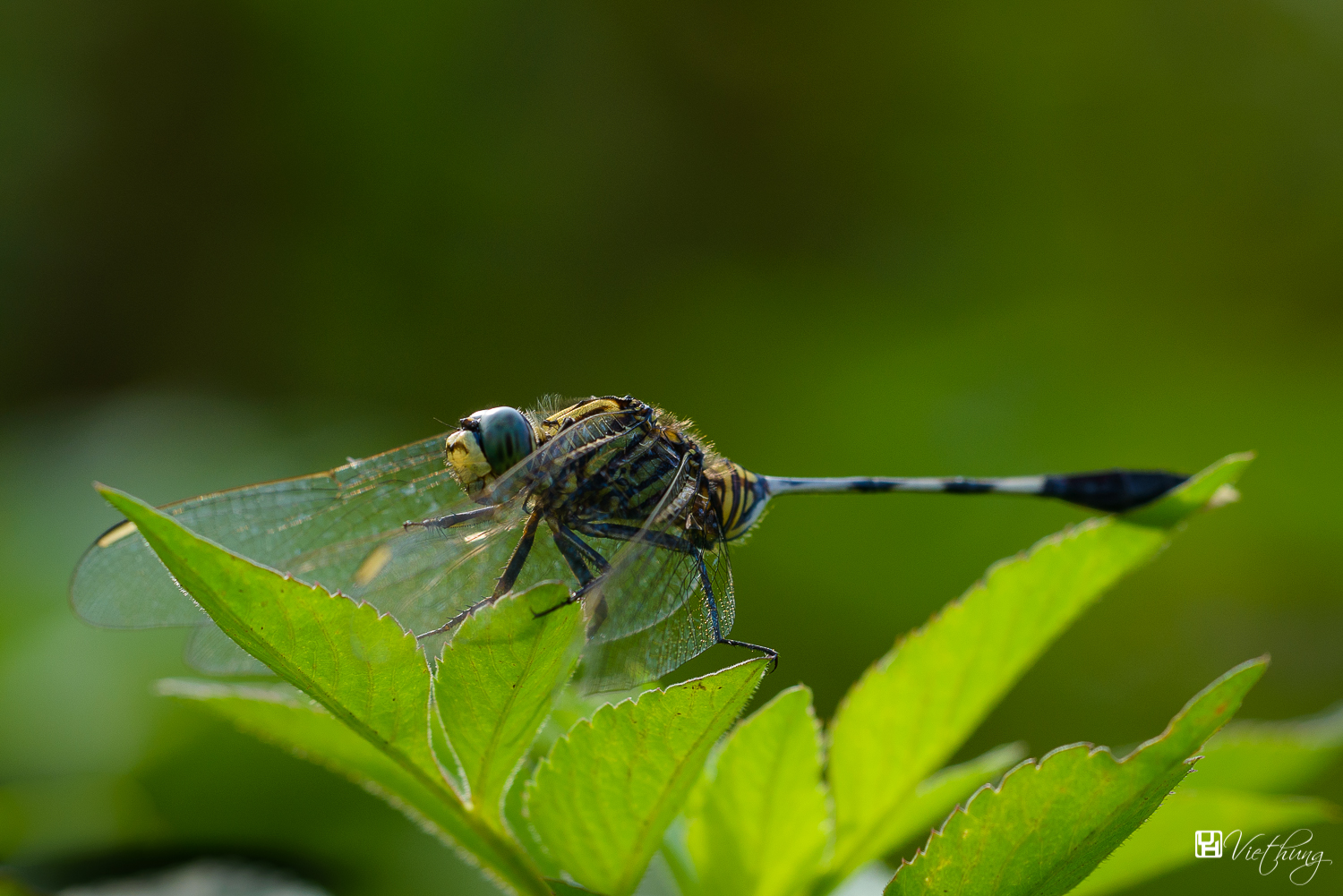 Dragonfly #1