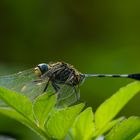 Dragonfly #1