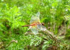 Dragonfly 1