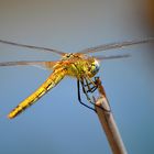 Dragonfly 1