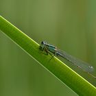 Dragonfly 1