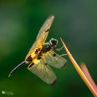 Dragonfly 1