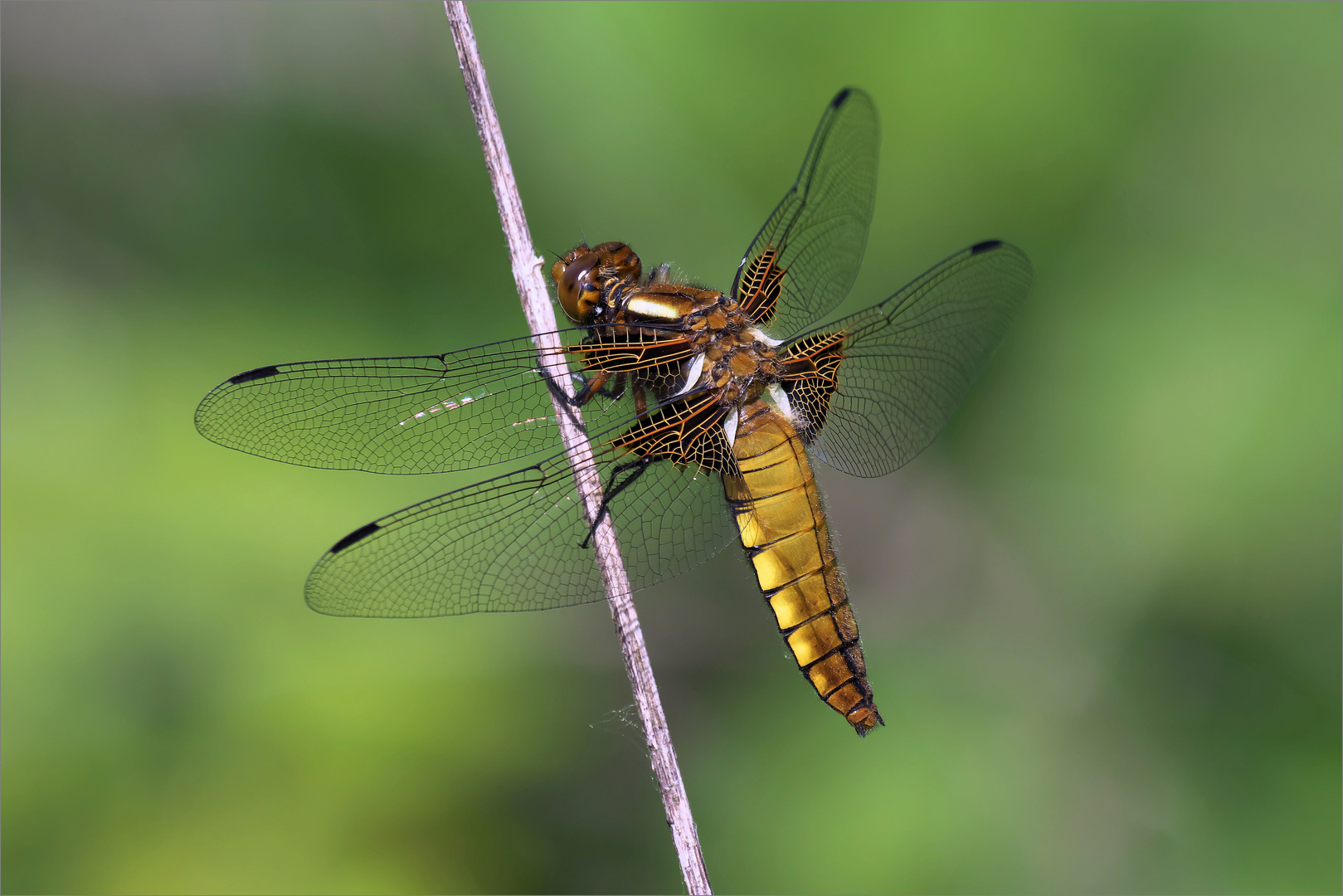 Dragonfly 