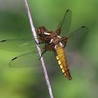 Dragonfly 