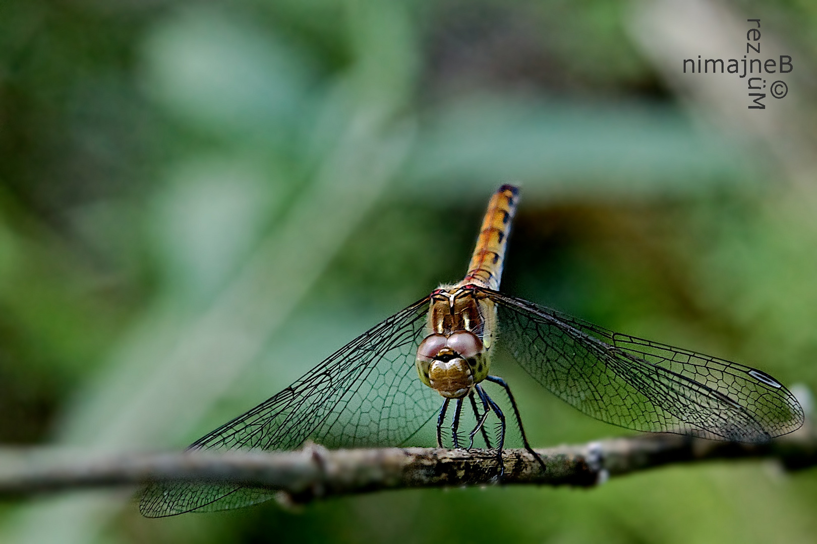 DragonFly