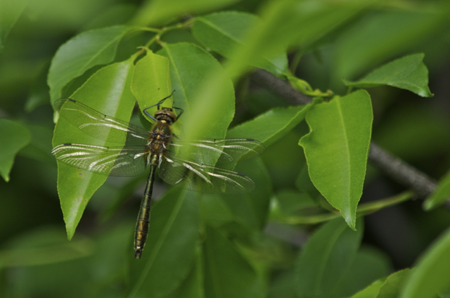 Dragonfly