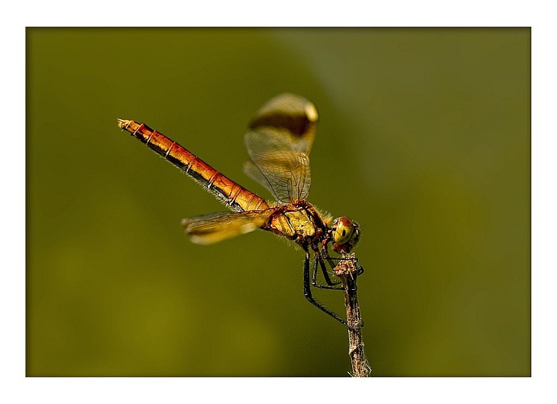 dragonfly