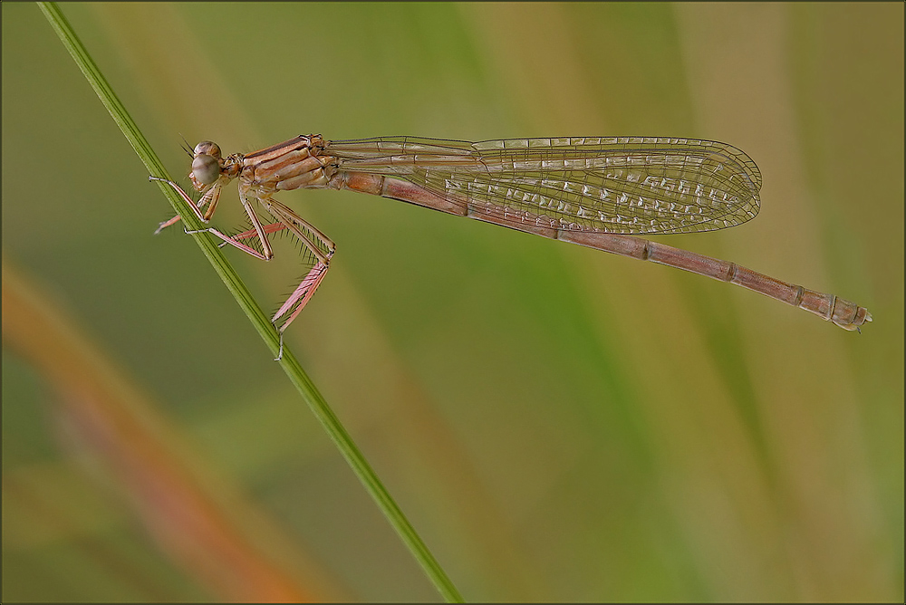 dragonfly...