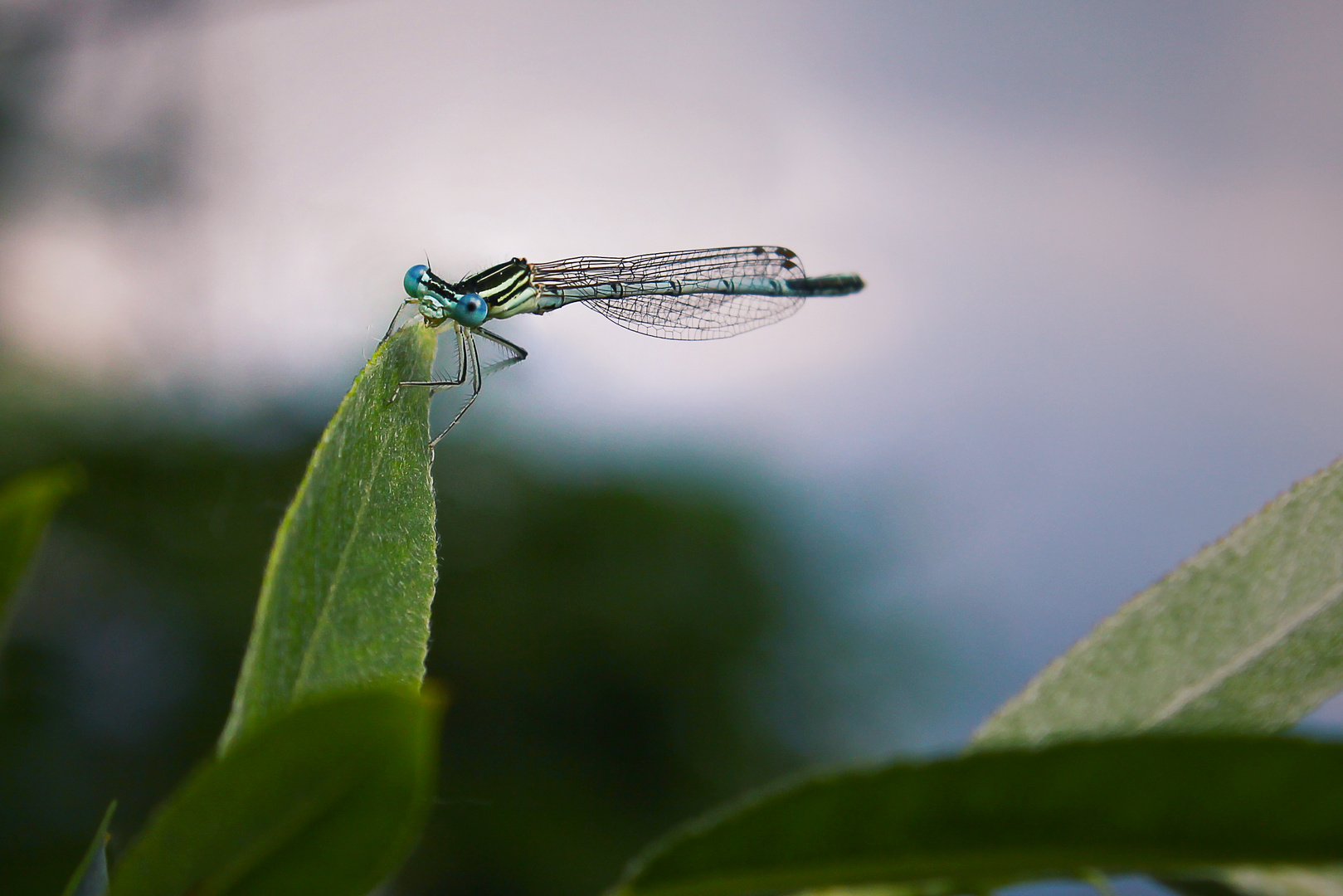 Dragonfly