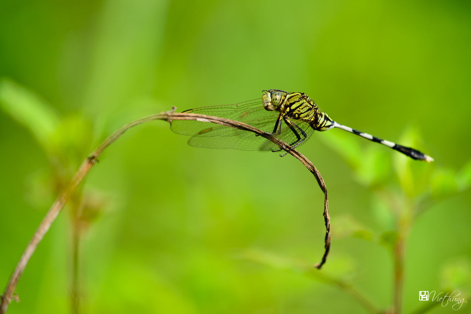 Dragonfly