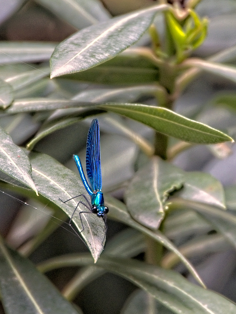 Dragonfly