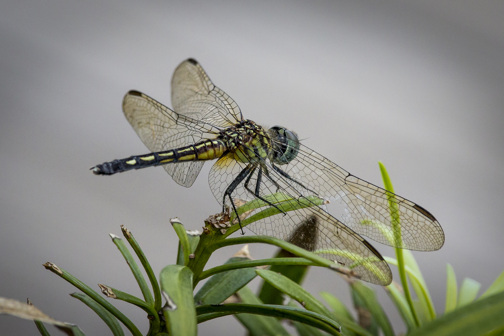 Dragonfly