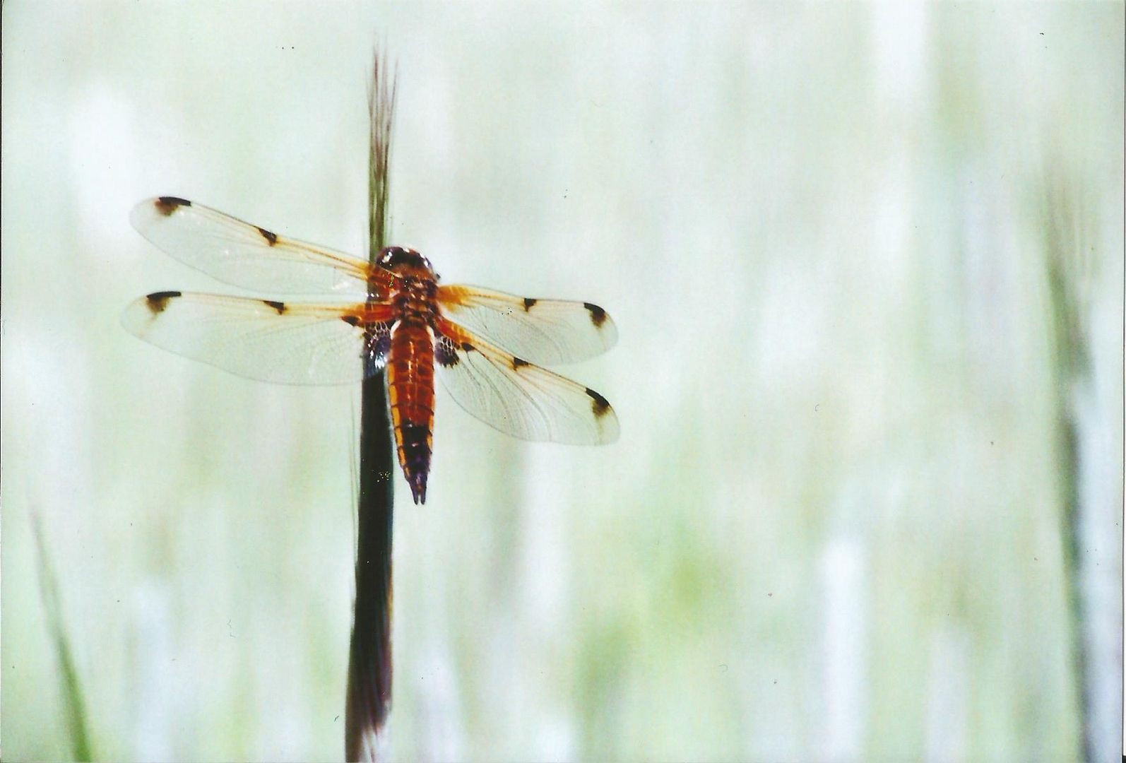 Dragonfly