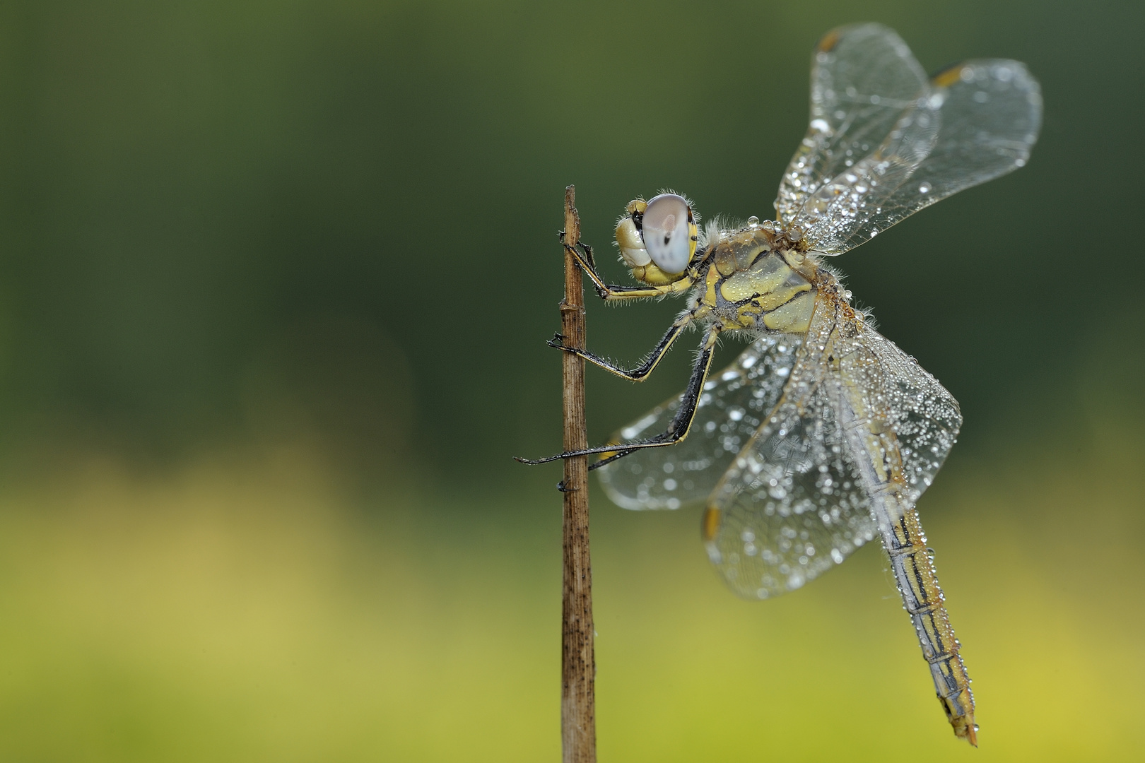 Dragonfly