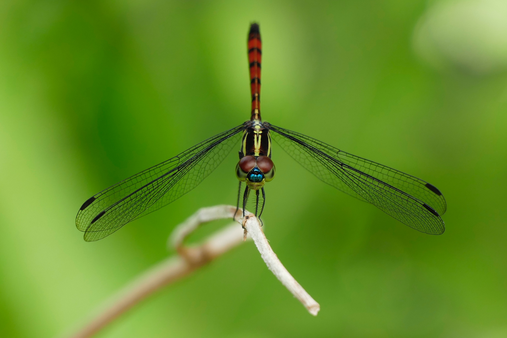 DragonFly 2 Foto & Bild natur, portrait, nahaufnahme Bilder auf
