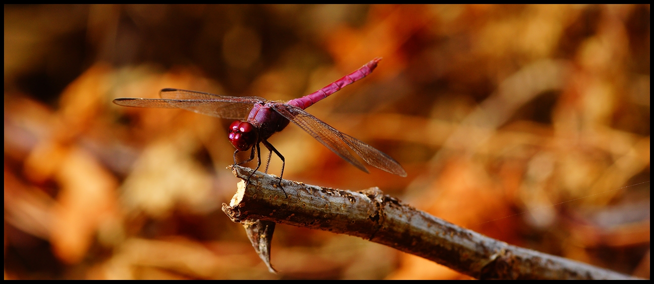 dragonfly (2)