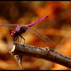 dragonfly (2)