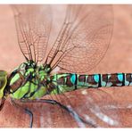 ~ Dragonfly 2 ~