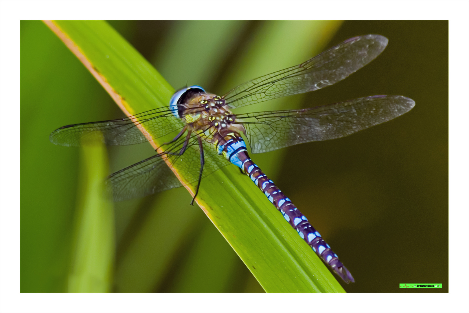 Dragonfly #2