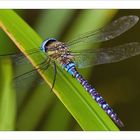 Dragonfly #2