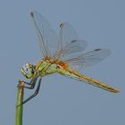 Dragonfly 2