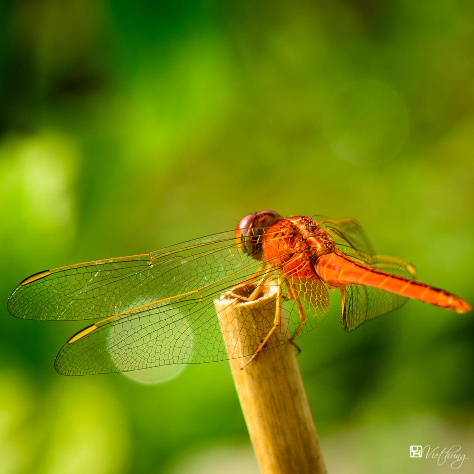 Dragonfly 2