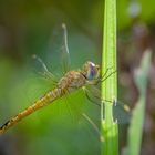Dragonfly #2