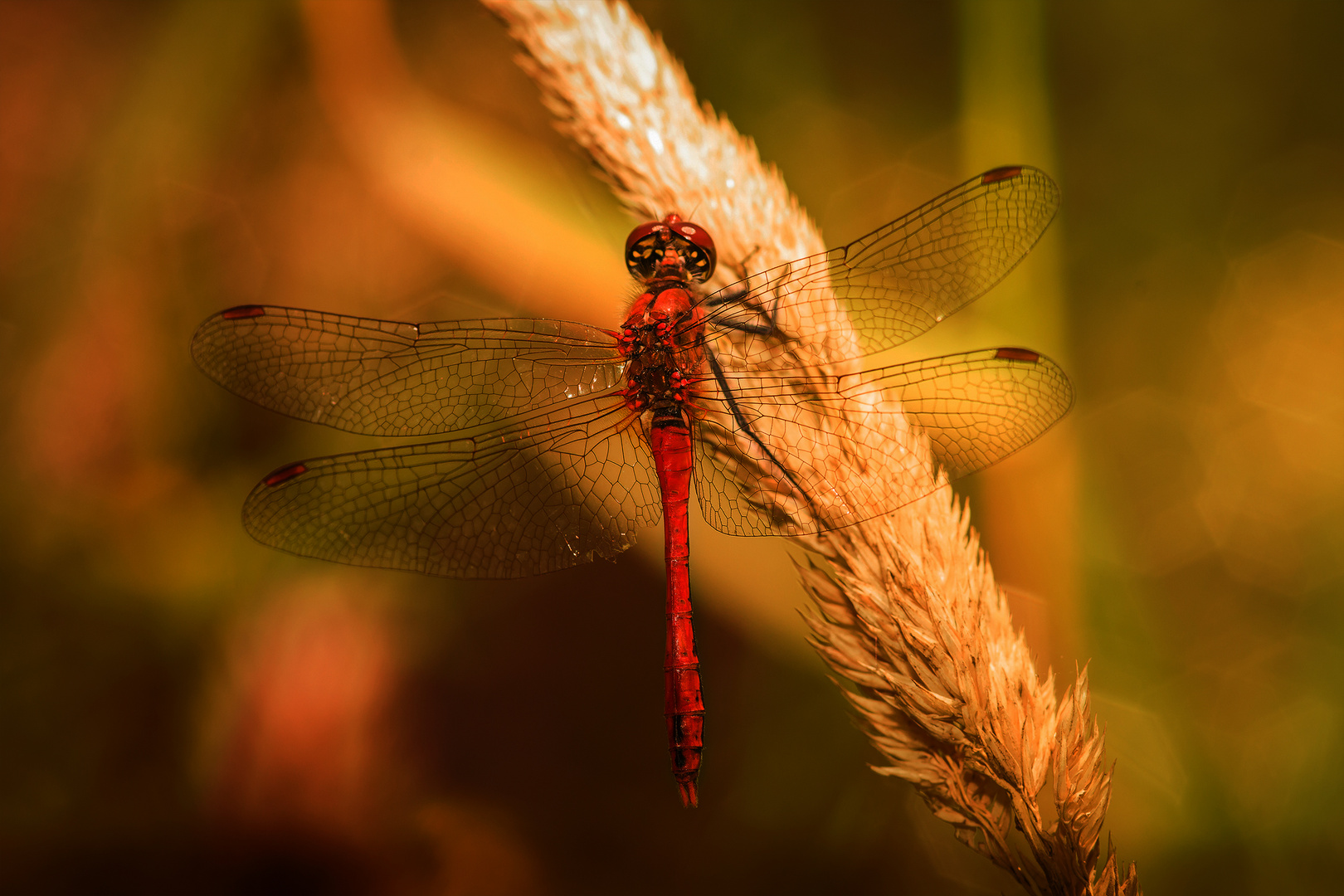 dragonfly