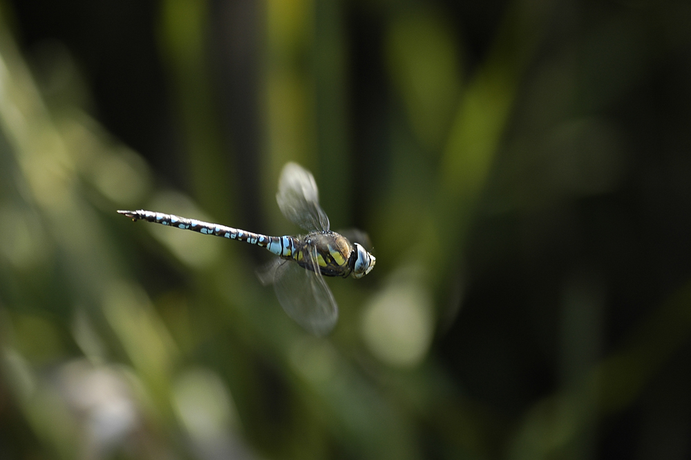 dragonfly