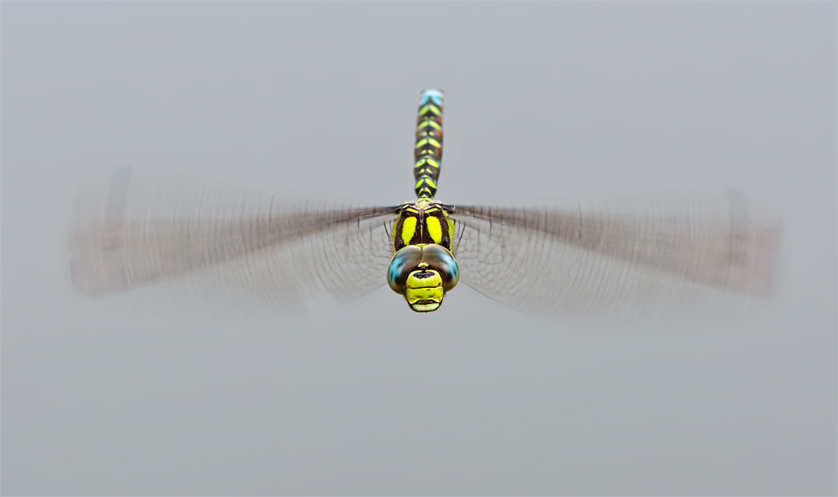 Dragonfly