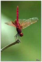 Dragonfly