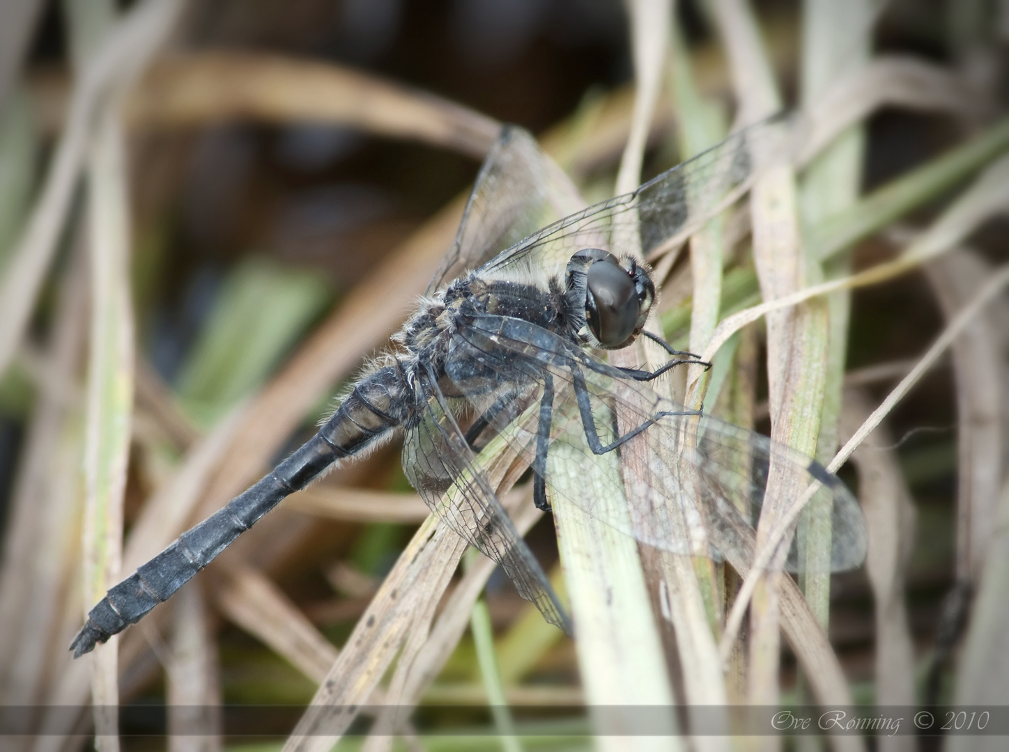 Dragonfly