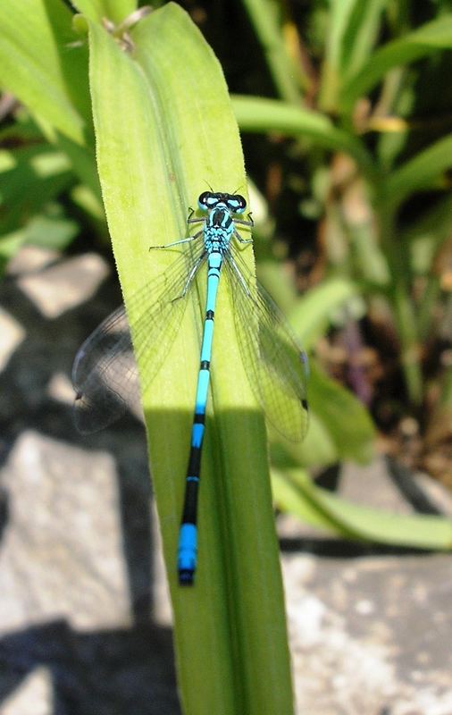 Dragonfly