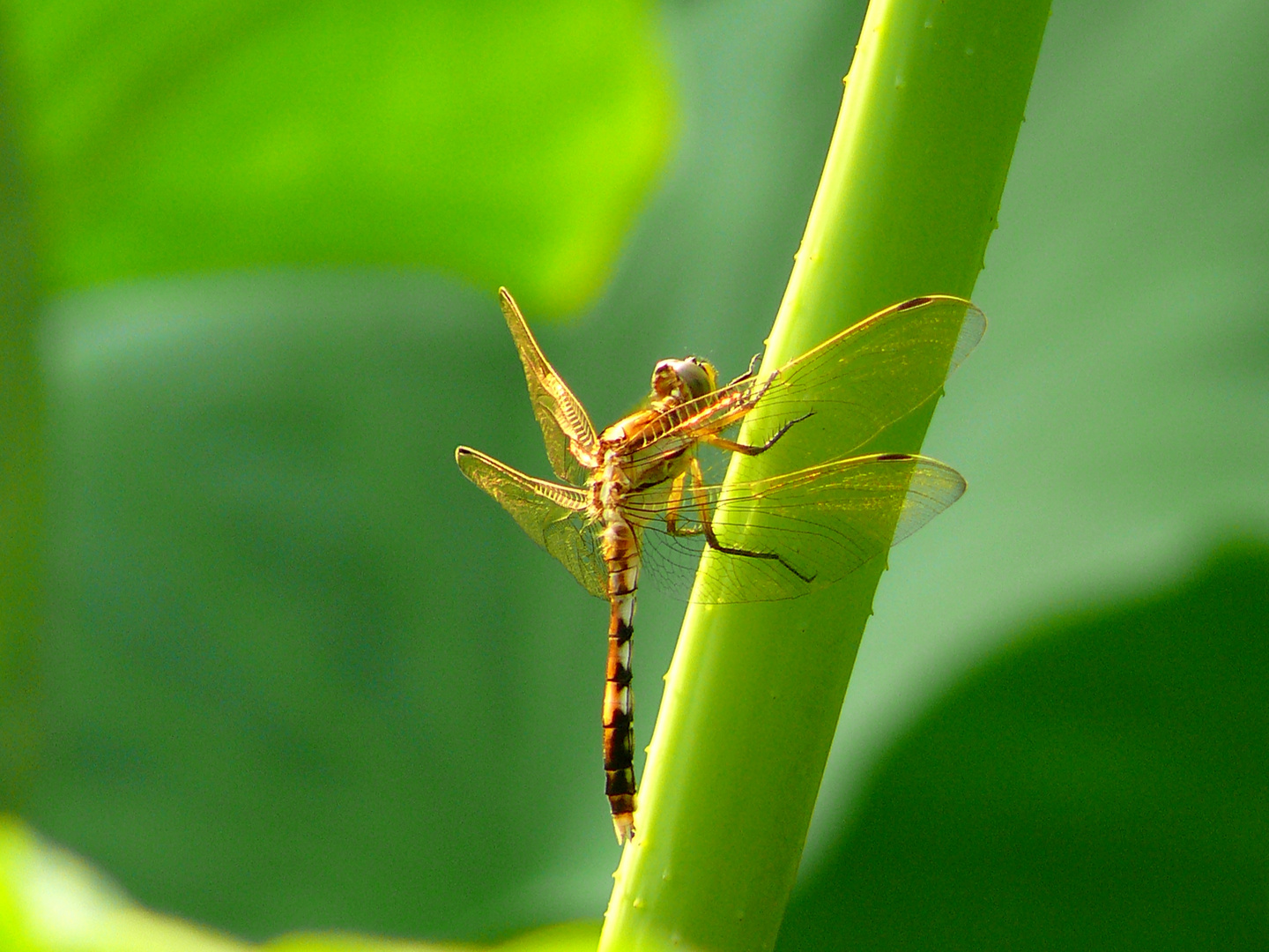 Dragonfly