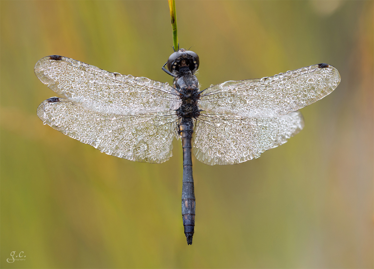 [dragonfly]