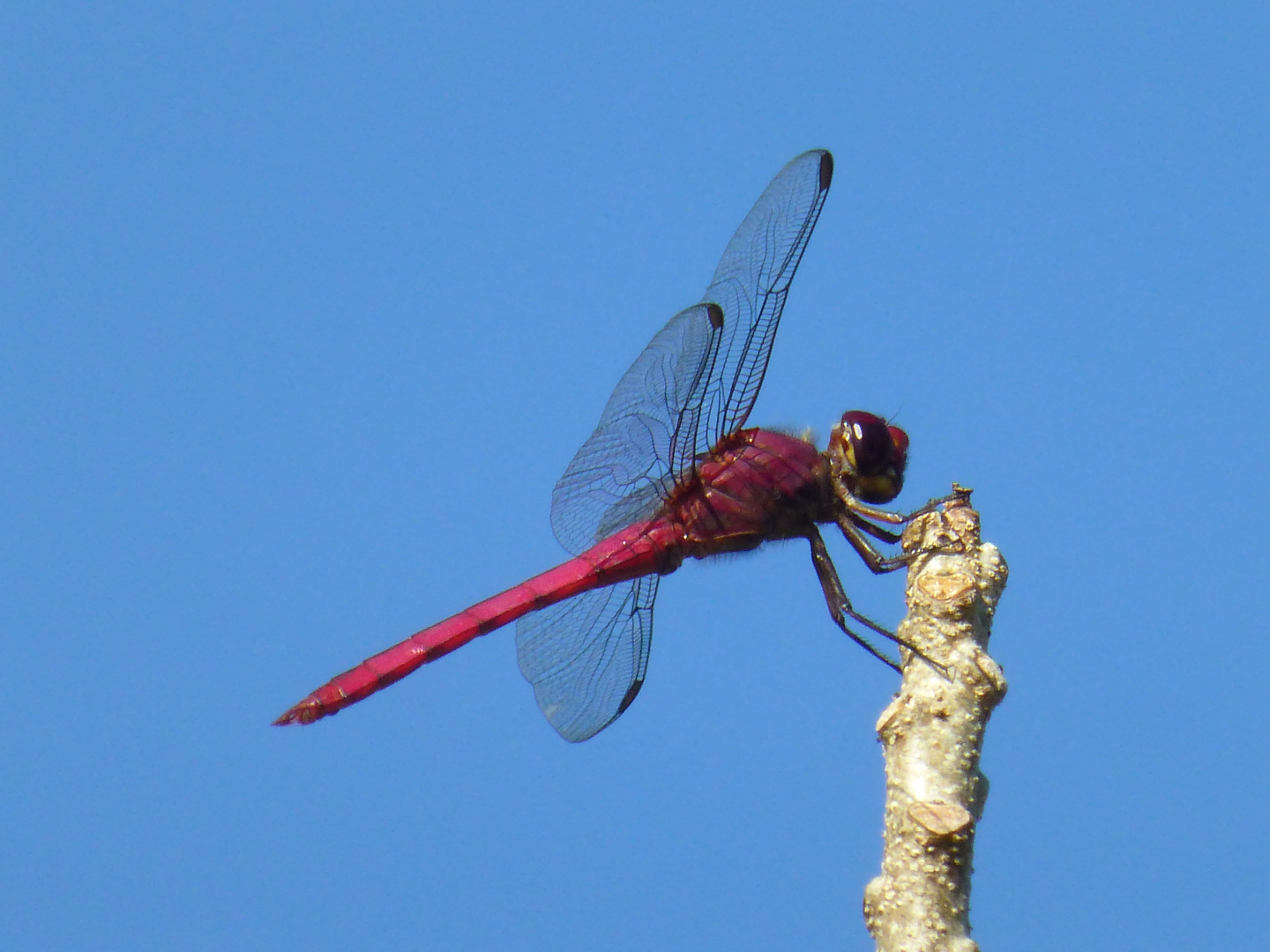 Dragonfly