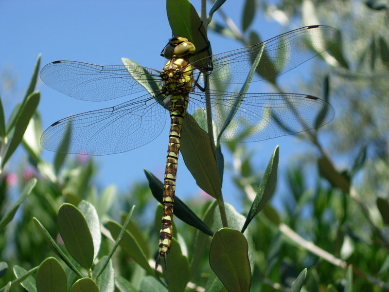 Dragonfly