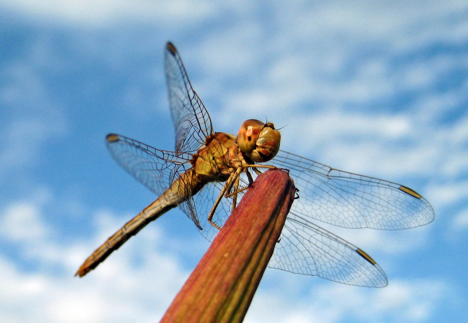 dragonfly