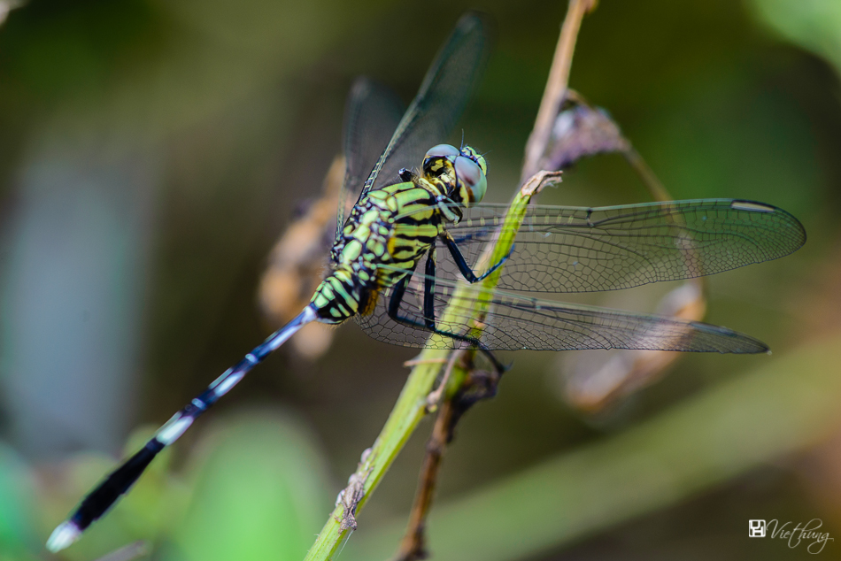 Dragonfly