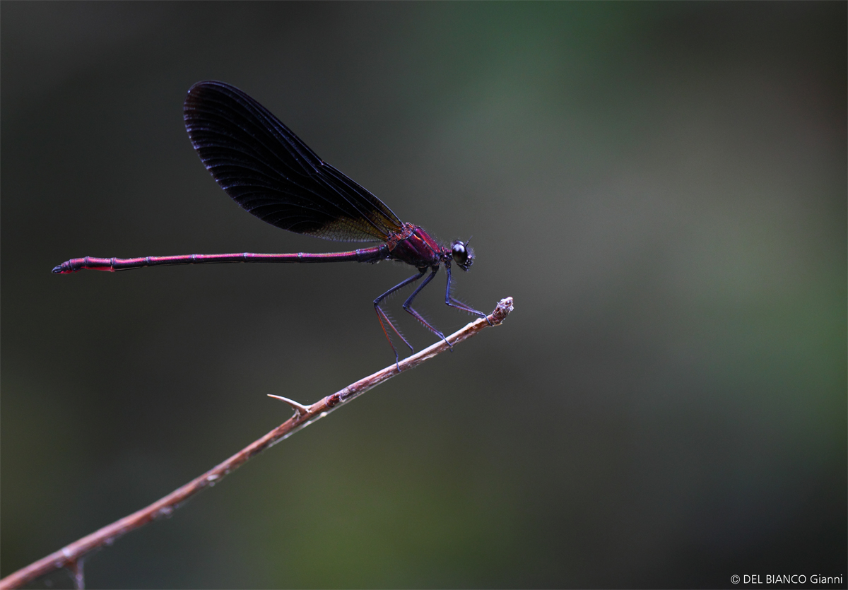 Dragonfly