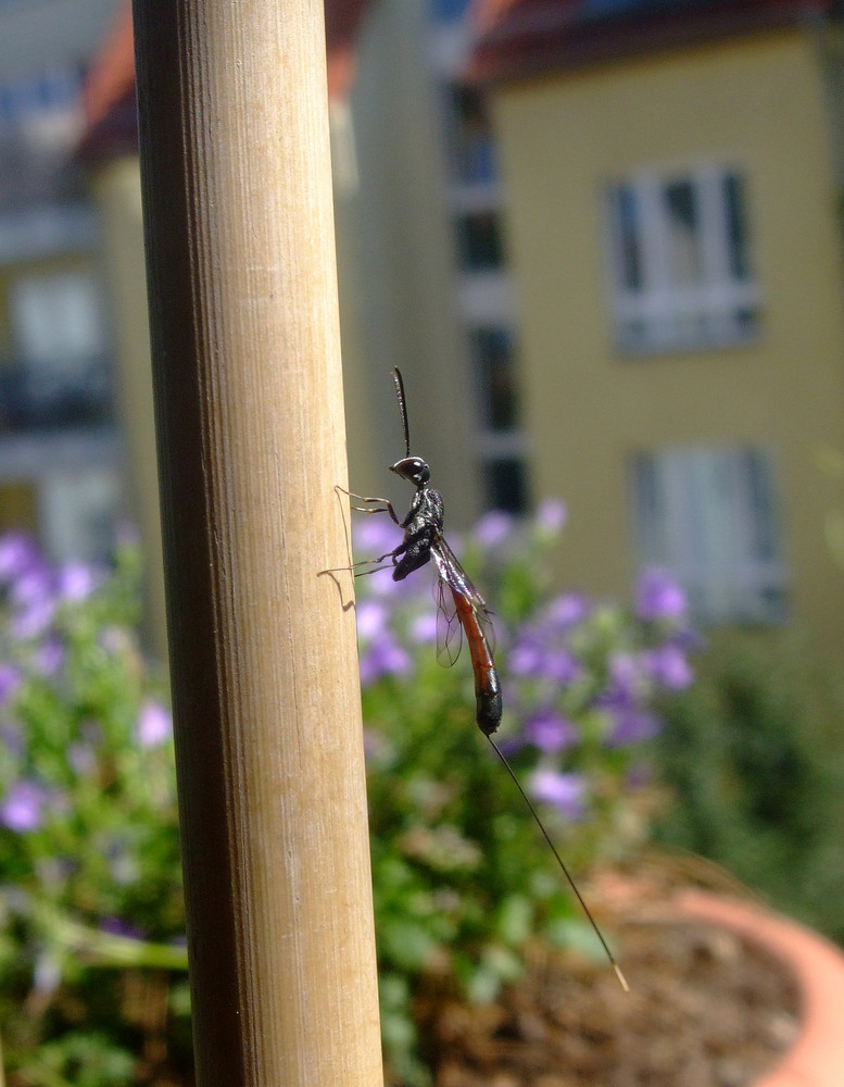 Dragonfly 3