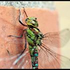 ~ Dragonfly 3 ~