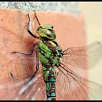 ~ Dragonfly 3 ~