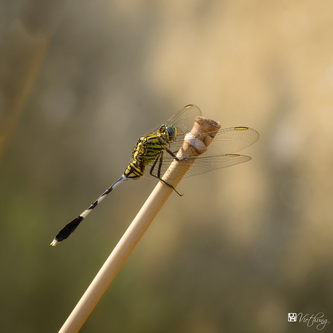 Dragonfly #3