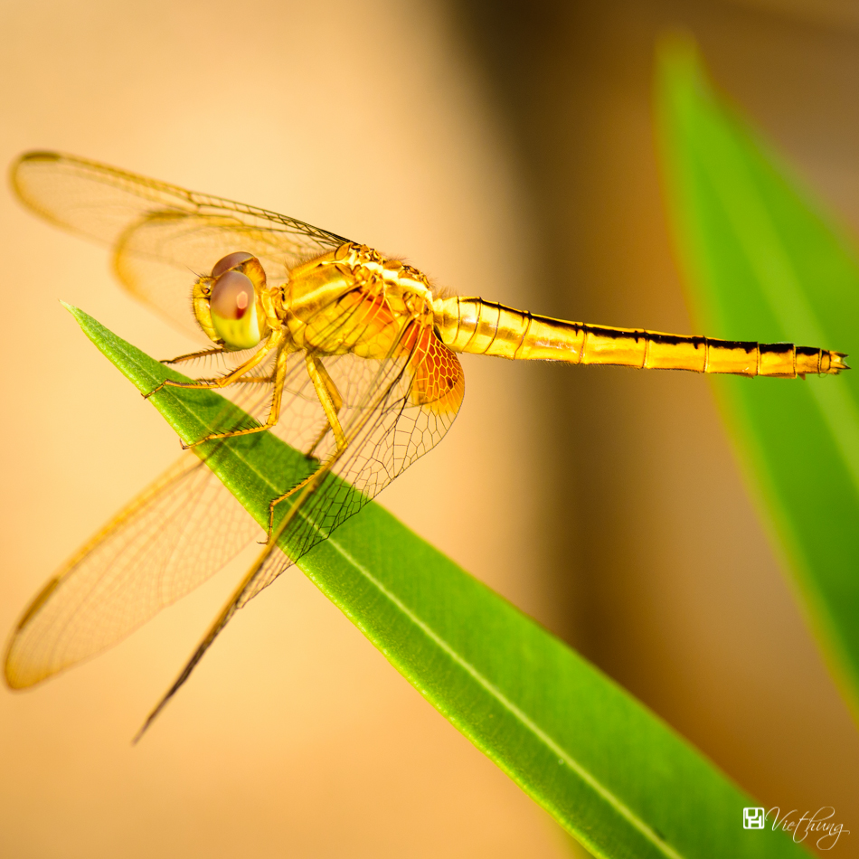 Dragonfly 3